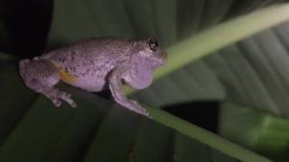 Cope's Gray Tree Frog Calling