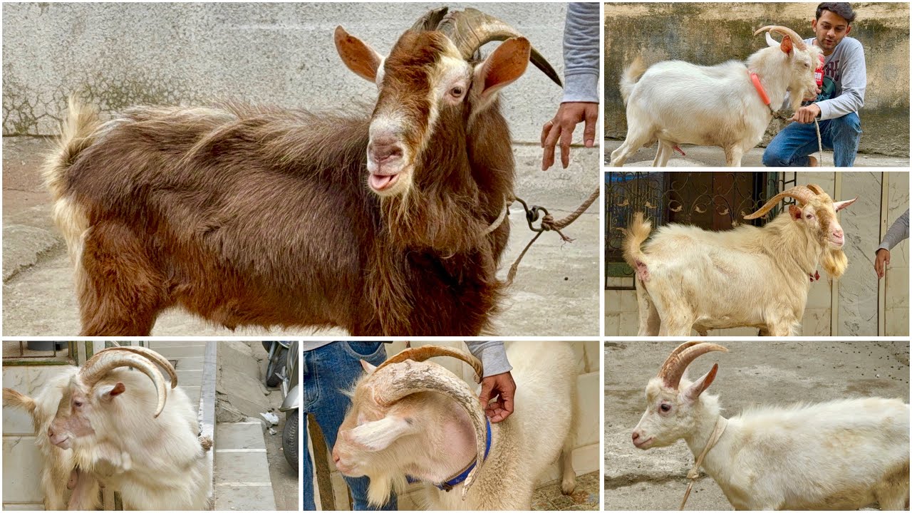 Al Quresh Goats, Jogeshwari West | Saanen, Toggenburg & Angora Bakre