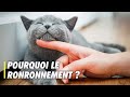 Pourquoi les chats ronronnentils   scilabus 26