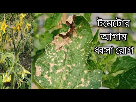 ভিডিও: টমেটোর পাতায় দাগের কারণ: টমেটো আর্লি ব্লাইট অল্টারনারিয়া