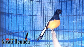 MURAI BATU BORNEO | Kicau Heuheu