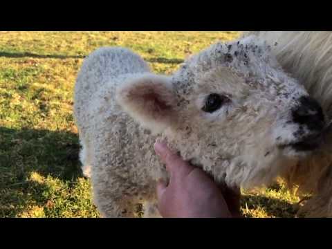 Harley - Greyface Dartmoor sheep for sale in Devon, Moorparks Holiday Cottages, North Devon