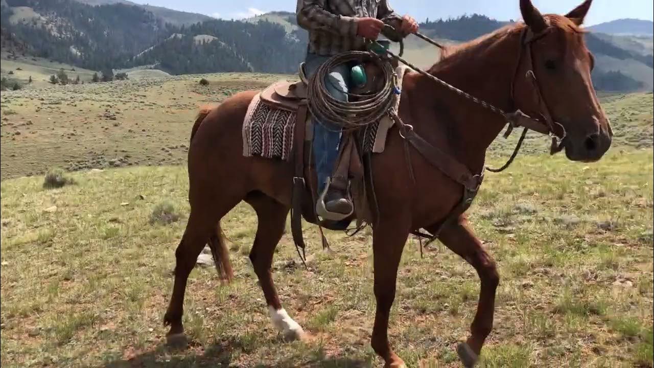 Winnemucca Ranch, Rope, & Performance Horse Sale AQHA Jets Cash Cat