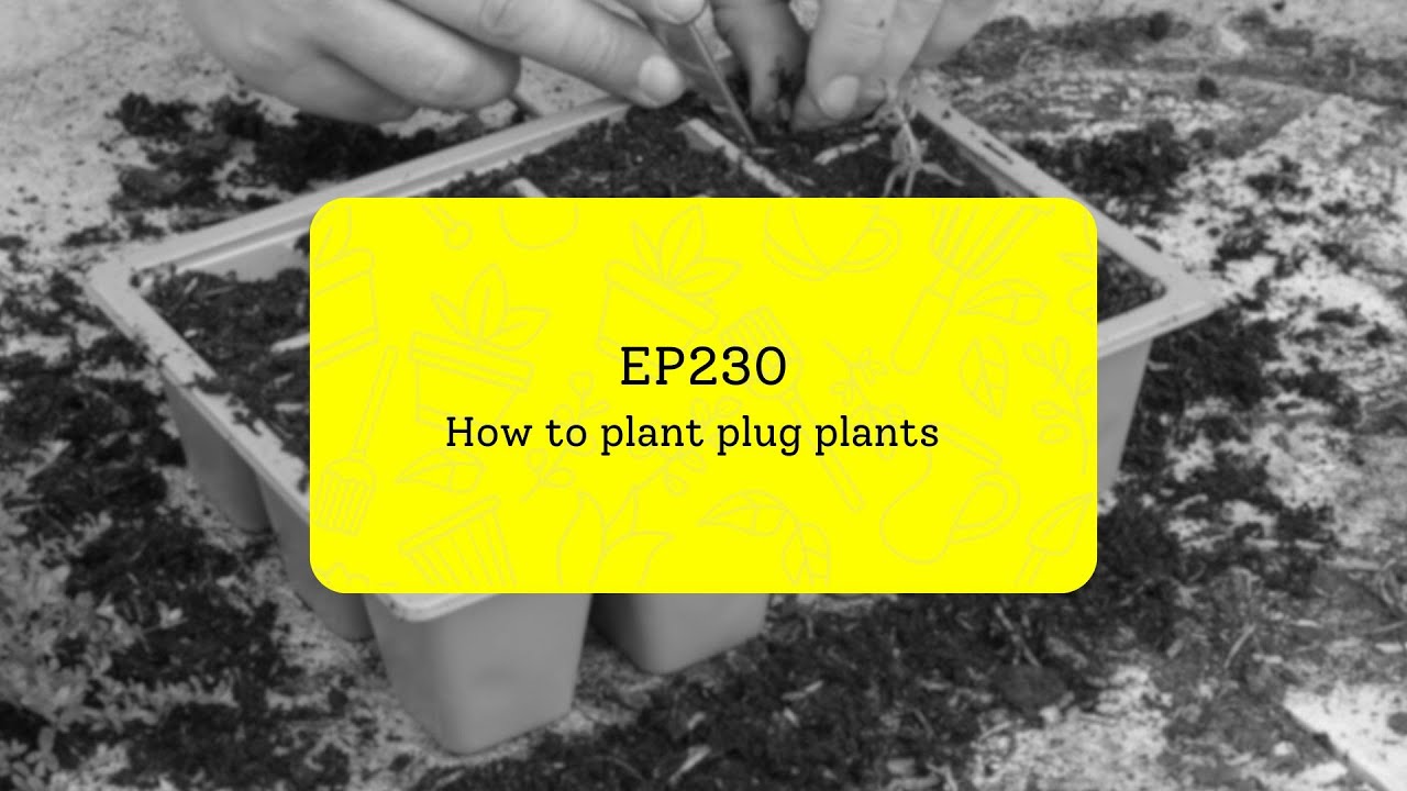EP230 - How to plant plug plants #5minutefriday