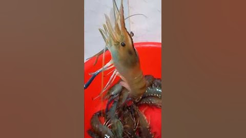 Tôm hấp nước dừa chấm muối tiêu chanh ngon còn gì bằng ! #shorts