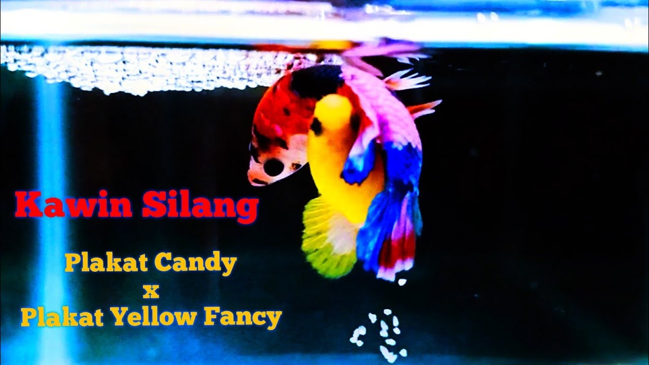 Kawin Silang Plakat Candy Dengan Plakat Yellow Fancy