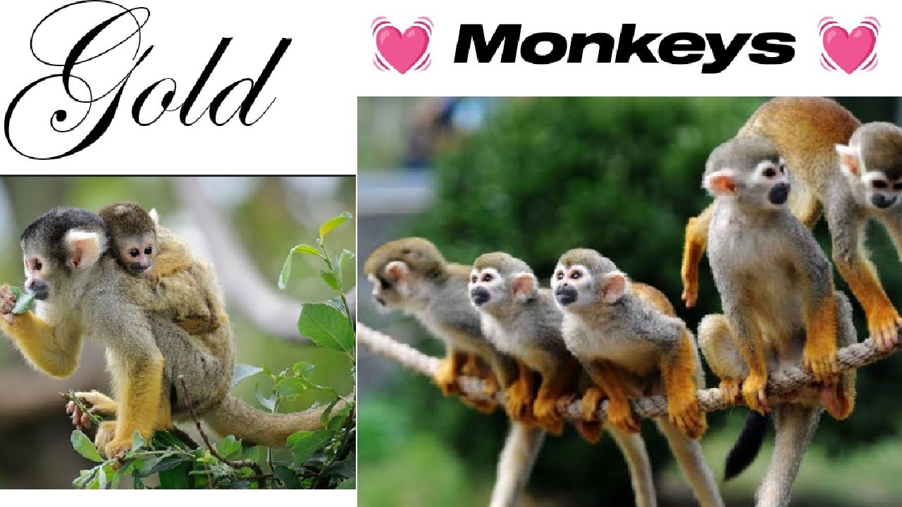 Monkey crowd Fight and Fire - YouTube