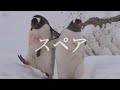 スペア ミツメ