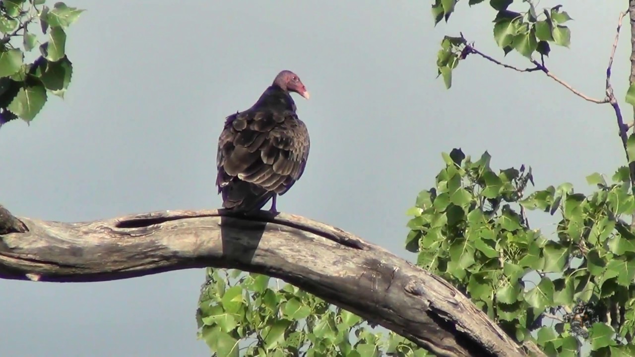 Texas Turkey Vulture 06172018 YouTube