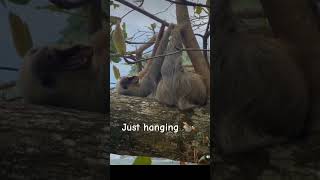 just hanging 🦥 #sloth #shorts #shortsyoutube #animals