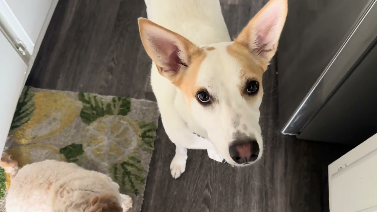 food similar to ollie's dog food in stores Homemades Wet Dog Food Sampler Pack