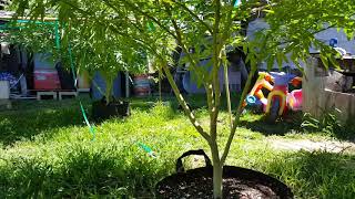Outdoor grow 2018 (part 4)