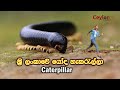 Caterpillar sri lanka #wildlife #ceylonwildtrails