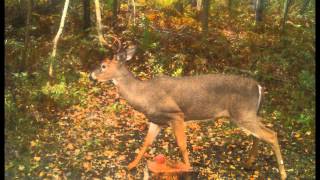 2012 Cuddeback Ambush IR deer season pics