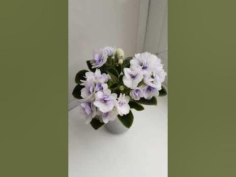 Фиалка Н-Морской прибой#фиалкацветет #flowers #цветениефиалки #цветы # ...