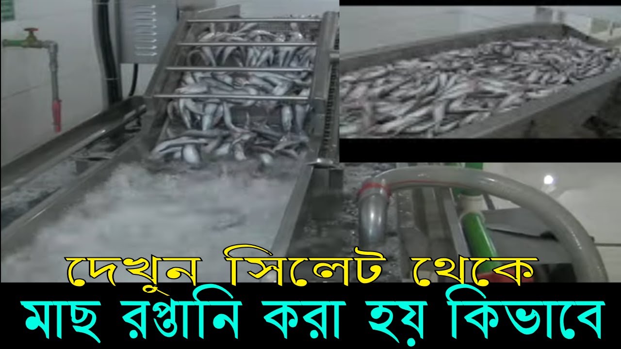 সিলেটে মাছ বিদেশে যাওয়ার আগে কি করা হয়, Export quality Fish
