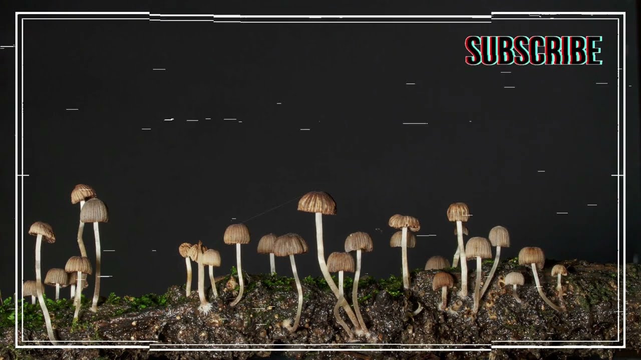 [FREE] JID x Joey Bada$$ x Dreamville Type Beat | "Life is Strange" (Prod. Pedrones)