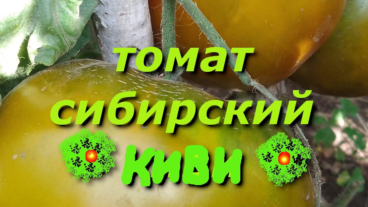 Вкуснее томата я не ела! Сок так и брызжет. Или как вырос киви в ...