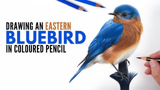Drawing an Eastern Bluebird in Colored Pencil | Realistic Bird Drawing | How to draw a Bluebird