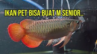 PET FISH THAT CAN COMPETE IN SENIOR CLASS!!