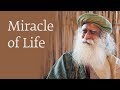 Miracle Of Life - Shekar Kapur with Sadhguru