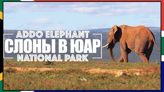 Слоны в ЮАР / Жизнь в саванне / Addo Elephant National Park / ЮАР #7