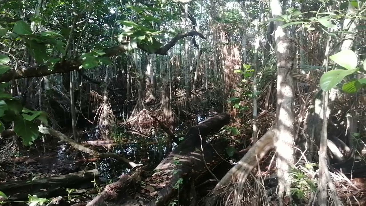 Bosque Inundado