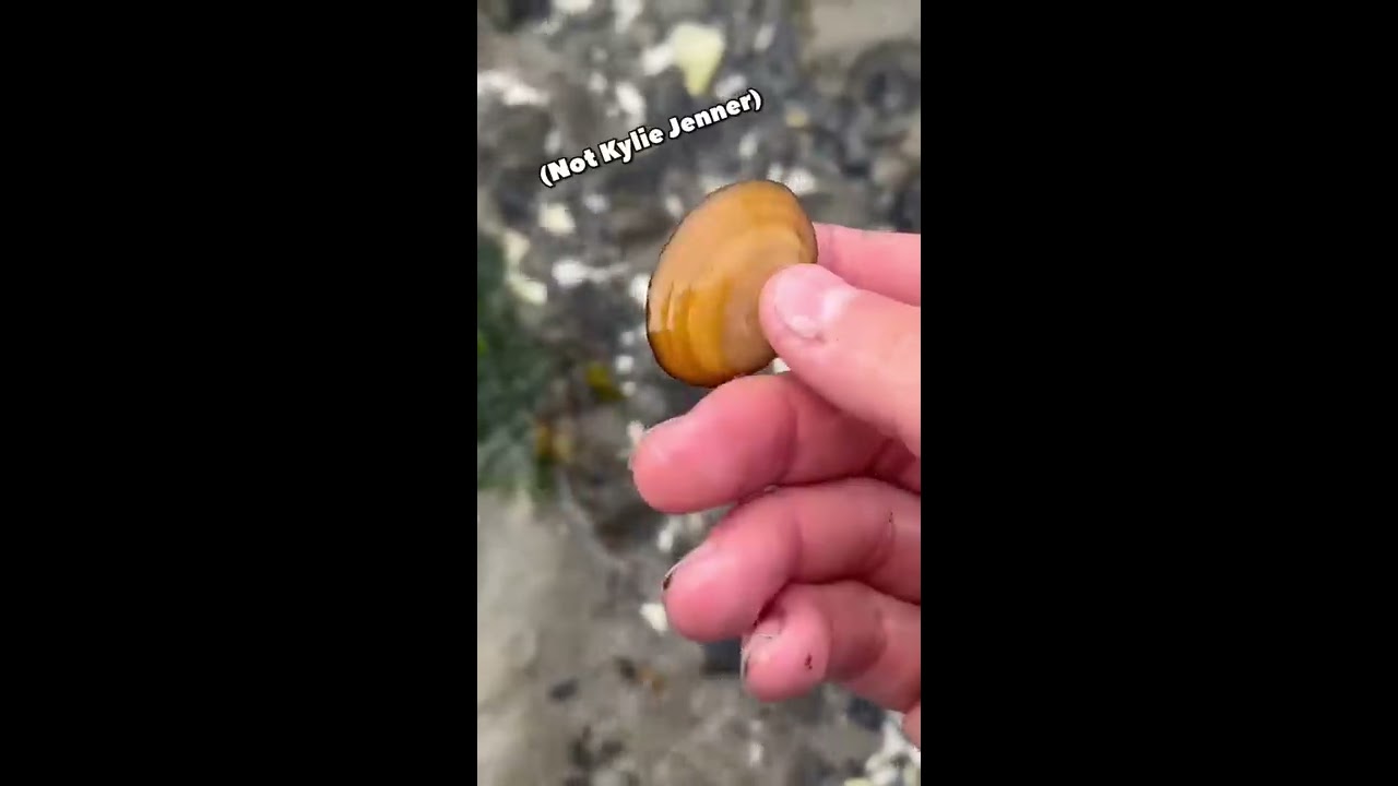These Really Live Under The Sand Shorts