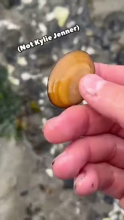 Download lagu These Really Live Under the Sand! #shorts