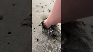 These Really Live Under The Sand 