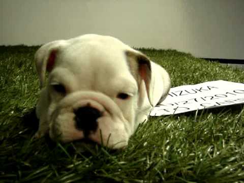 English bulldog For Sale - Chizuka - http://www.bullcanes.net - ceo@bullcanes.net puppy paradise