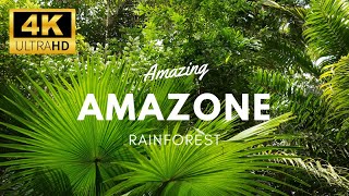 Amazon 4k - The World’s Largest Tropical Rainforest | Relaxation Vdeo with Calming Music Part-2