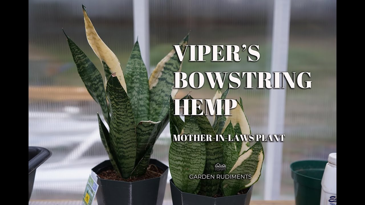 Viper's Bowstring Hemp or Mother-in-Laws plant