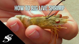 How to Rig Live Shrimp for Fishing  Most Effective Technique!