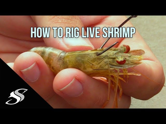 How to Rig Live Shrimp for Fishing - Most Effective Technique