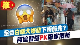白蟻 Youtube
