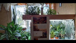 видео: Комнатные цветы. Летний обзор. Кактусы и суккуленты на северном окне. Мои домашние растения. картинка: Комнатные цветы. Летний обзор. Кактусы и суккуленты на северном окне. Мои домашние растения.