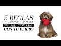 5 reglas de oro para mantener una relación sana con tu perro | Martha Debayle