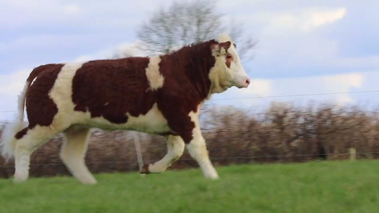 LOT 55 CARBERY SAMAIRA