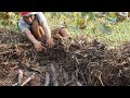 Catching Many Fish Underground in Dry Lake Lotus By Mr Joy