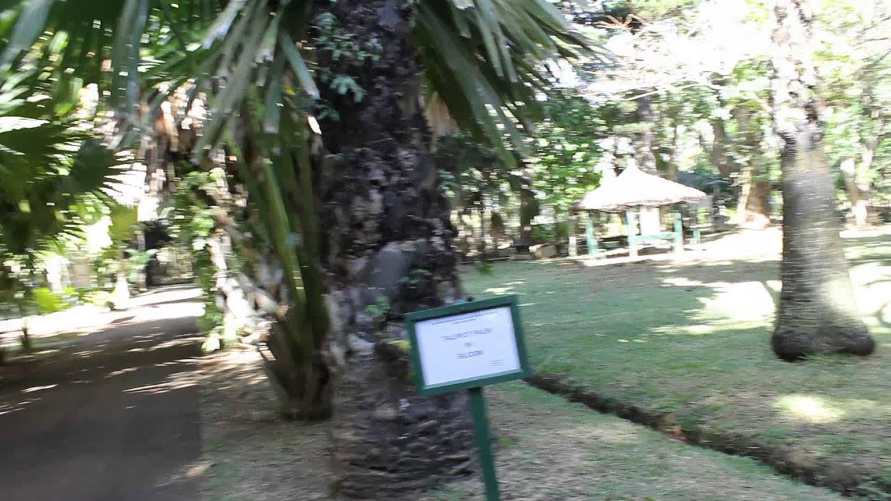 The Talipot Palm, Mauritius / Талипотовая Пальма, Маврикий