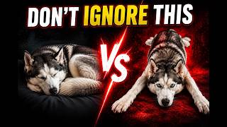 If Your Dog Sleeps Like This, It Means Something Important