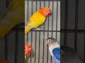 Decopline Beauty#birds #lovebirds #lovebirdsfarming