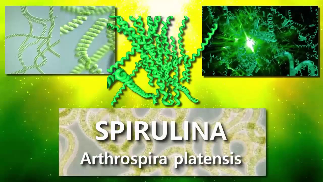 Spirulina DXN Historia y Beneficios de esta Alga. YouTube
