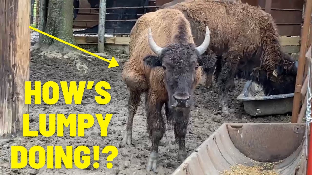 The Injured Bison Bull We Rescued!