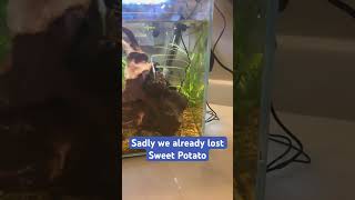 Rip Sweet Potato he will always be missed #fishtank #aquarium #plantedtank