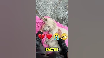 Ze Hielp Een Bloedend Olifantenbeeld… Maar Kreeg Geen Likes 💔🐘