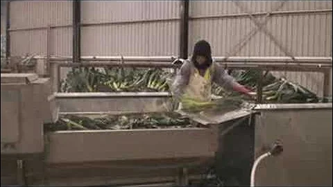 Leek Washing