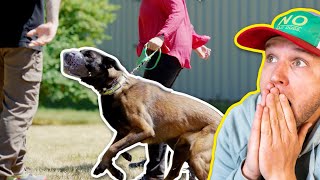 WHY IS THIS DOG SO AGGRESSIVE ON LEASH?!