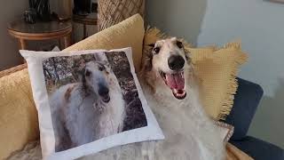 Hello Arlo Friends and Merry Christmas from the giant Borzoi dog from 'down under'!! by Angie and Arlo the Borzoi ADVENTURES 550 views 5 months ago 5 minutes, 41 seconds